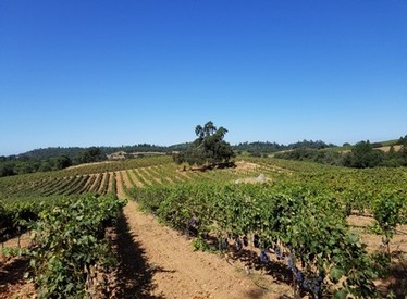 Dobra Zemlja - Estate Vineyard - View From Hill